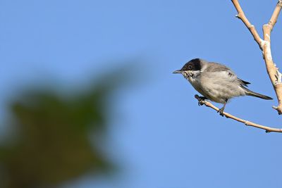 Gallery Eastern Orphean Warbler