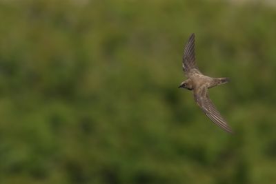 Alpine Swift (Tachymarptis melba) 
