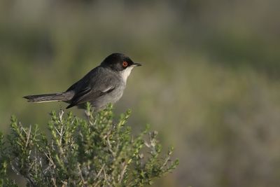 Gallery Sardinian Warbler