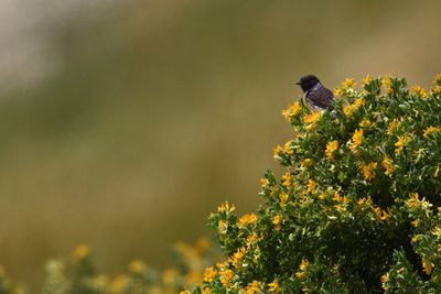 g13/83/944883/3/175542239.e3aab7c5.JPEG