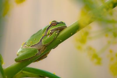 Non categorised Animals