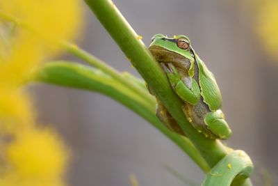 Eastern tree frog / Hyla orientalis