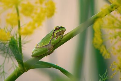 Eastern tree frog / Hyla orientalis