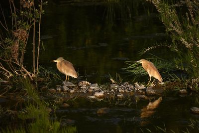 Gallery Squacco Heron