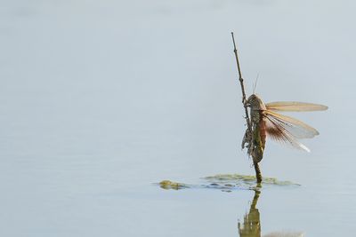 ?? Aiolopus thalassinus ??