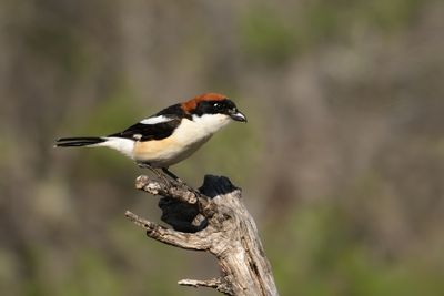 Gallery Woodchat Shrike