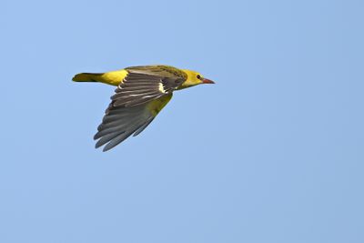 Golden Oriole