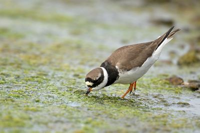 Common Ringed Plover (Charadrius hiaticula) 