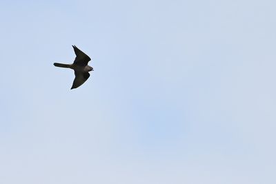 g13/83/944883/3/175651564.a618cc26.JPEG
