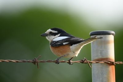 Masked shrike (Lanius nubicus)