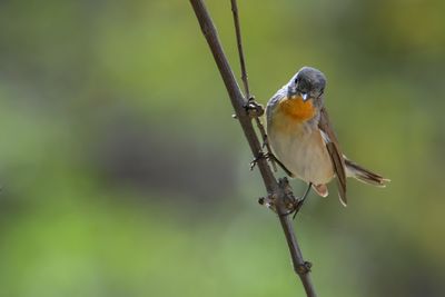 g13/83/944883/3/175705033.fd0f1179.JPEG