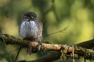 Gallery Eurasian Pygmy Owl
