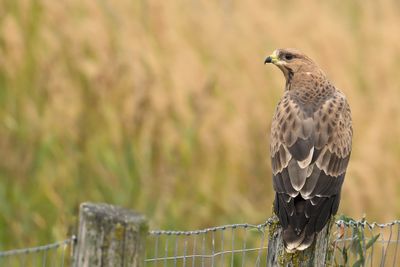 Gallery European Honey Buzzard