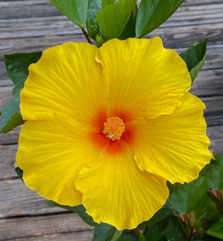 Hibiscus 