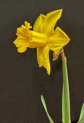 Daffodils 2/23/2013
