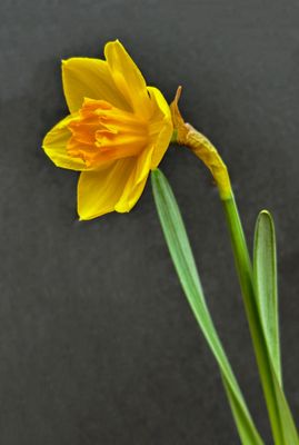 Daffodils 2/23/2013