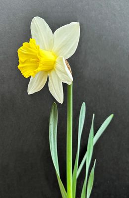 Daffodil 2023