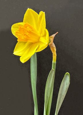 Daffodil 2/23/2023