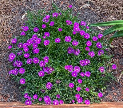 Ice Plant