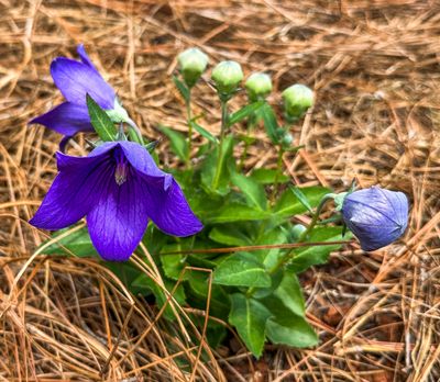 Balloon Flower