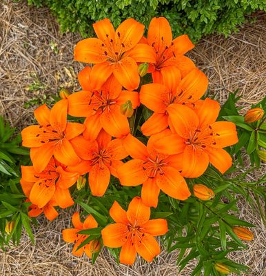 Orange Asiaric Lillies