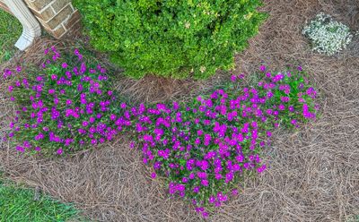 Ice Plant