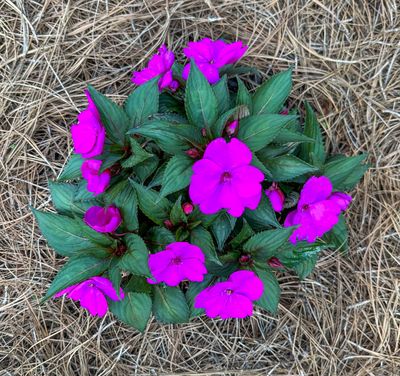 Sun Patiens