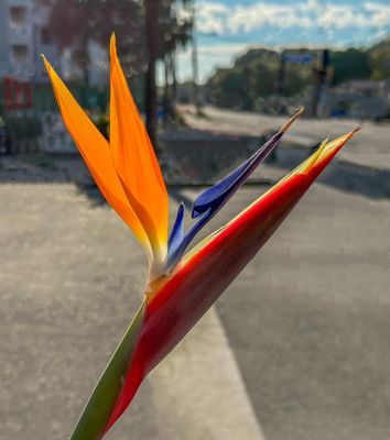 Bird of Paradise ar Folly Beach November 2022