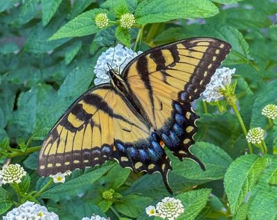 Female Tiger Swallowtail