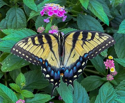 Female Tiger Swallowtail
