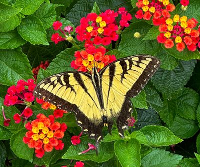 Tiger Swallowtail