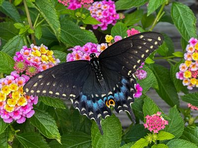 Female Black Swallowtail.