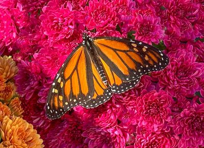 Monarch 11/06/23