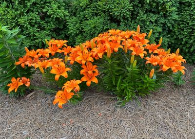 IMG_1448.JPG