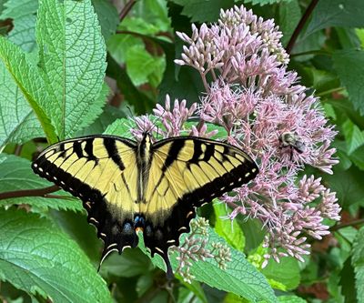 Tiger Swallowtail