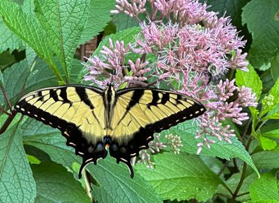 Tiger Swallowtail on Joepye Weed