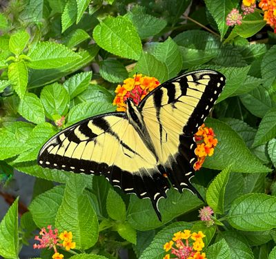 Tiger Swallowtail