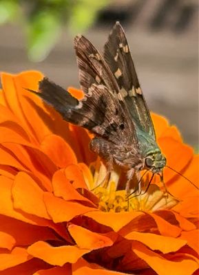 Long Tailed Skipper 2024