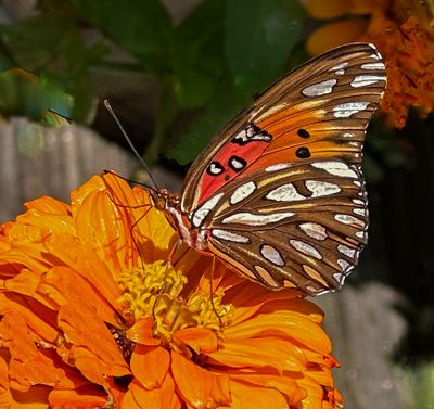 Gulf Fritillary 2024