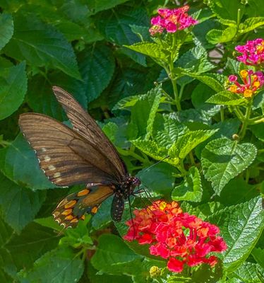 Pipevine Swallowtail