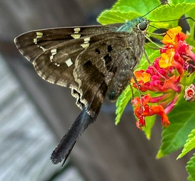 Long Tailed Skipper