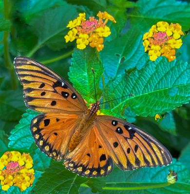 Gulf Fritillary