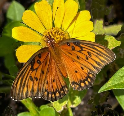 Gulf Fritillary