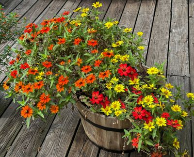 Zinnias 2014