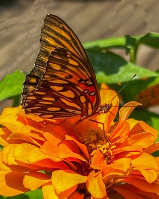 Gulf Fritillary on a Zinnia.