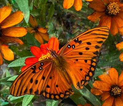 Gulf Fritillary