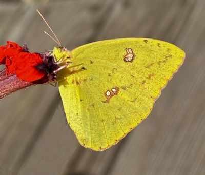 Cloudless Sulphur 9/29/24