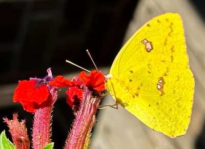 IMG_2608.JPEG