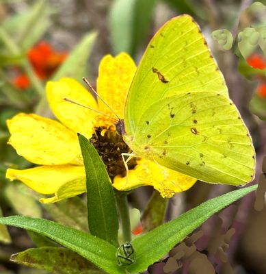 Cloudless Sulphur