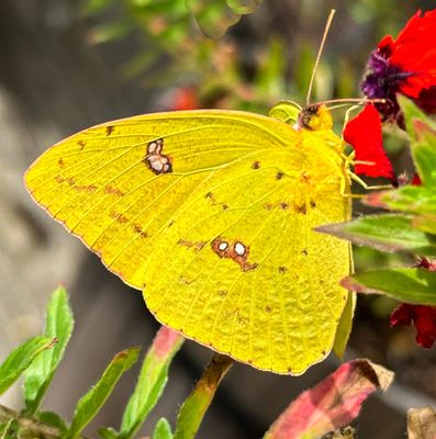 Cloudless Sulphur
